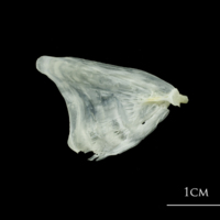 photo of European plaice opercular medial view