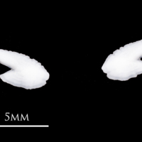 photo of Atlantic herring otolith(s) detail view