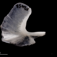 photo of European flounder urohyal lateral view