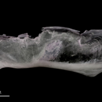 photo of Parrot fish subopercular lateral view