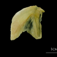 photo of Atlantic cod opercular lateral view