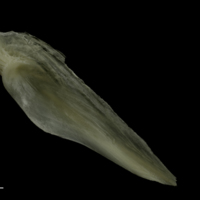 photo of Burbot for assessment medial view