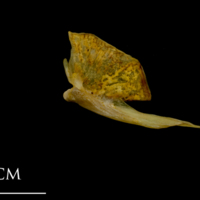 photo of Thinlip grey mullet  quadrate lateral view