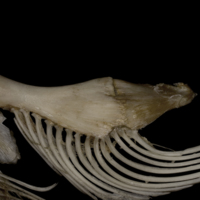 photo of Wels catfish ceratohyal epihyal complex lateral view