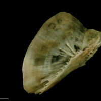 photo of Turbot subopercular medial view
