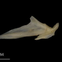 photo of Shore rockling articular lateral view