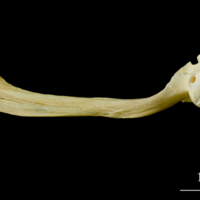 photo of Atlantic cod maxilla medial view