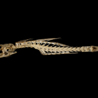 photo of Dragonet skull vertebra complex lateral view