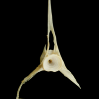 photo of Haddock precaudal vertebra anterior view