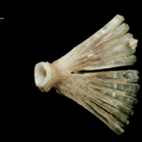 photo of Atlantic halibut ultimate vertebra detail view