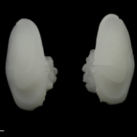 photo of Meagre otolith(s) detail view