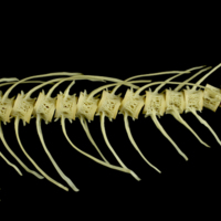 photo of Atlantic salmon caudal vertebra lateral view