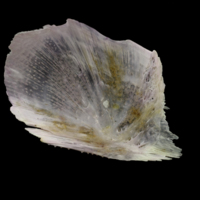 photo of Tub gurnard subopercular medial view