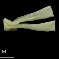photo of Northern pike ultimate vertebra lateral view