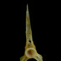 photo of Black seabream precaudal vertebra anterior view