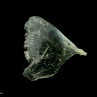 photo of Common sole opercular lateral view