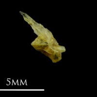 photo of Small sandeel for assessment lateral view