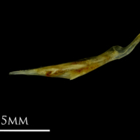 photo of Small sandeel for assessment lateral view