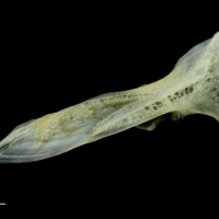photo of Scad cleithrum lateral view