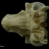 photo of Common pandora vomer dorsal view