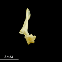 photo of Five-Bearded Rockling first vertebra lateral view