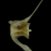 photo of Red gurnard caudal vertebra lateral view