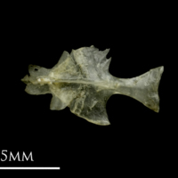 photo of Sandsmelt for assessment dorsal view