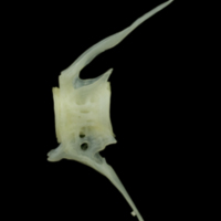 photo of Bullrout caudal vertebra