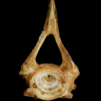 photo of Catfish first vertebra anterior view