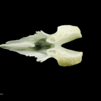 photo of Freshwater bream vomer dorsal view