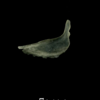 photo of Butterfish subopercular medial view