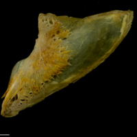 photo of Thinlip grey mullet  subopercular lateral view