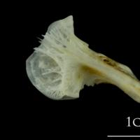 photo of European plaice ceratohyal lateral view