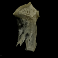 photo of Grayling hyomandibular lateral view