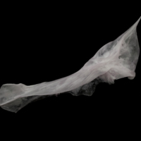 photo of Parrot fish cleithrum lateral view