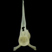 photo of Red mullet precaudal vertebra anterior view