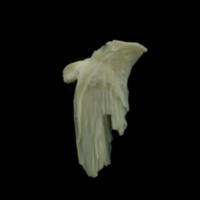 photo of Dragonet for assessment medial view