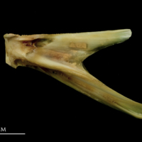 photo of John dory dentary lateral view