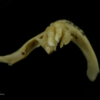 photo of Barbel pharyngeal dorsal view