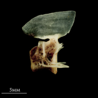 photo of Garfish precaudal vertebra lateral view