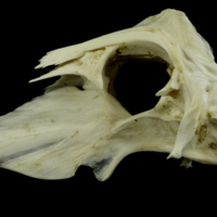 photo of Grey Triggerfish parasphenoid basioccipital complex lateral view