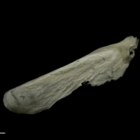 photo of Grayling supracleithrum lateral view