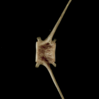 photo of Atlantic halibut caudal vertebra lateral view