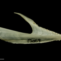 photo of Haddock dentary medial view