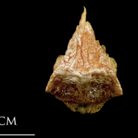 photo of Catfish for assessment dorsal view