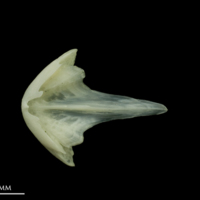 photo of Bullrout vomer dorsal view