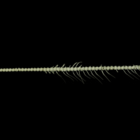 photo of Atlantic herring vertbral column lateral view