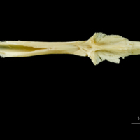 photo of Atlantic cod parasphenoid dorsal view