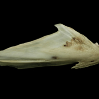 photo of Atlantic salmon articular lateral view