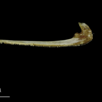 photo of Spanish mackerel premaxilla medial view